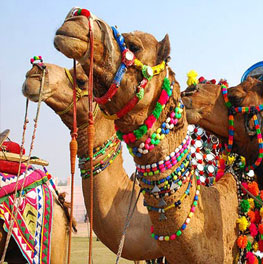 Rajasthan - Land of Maharajas