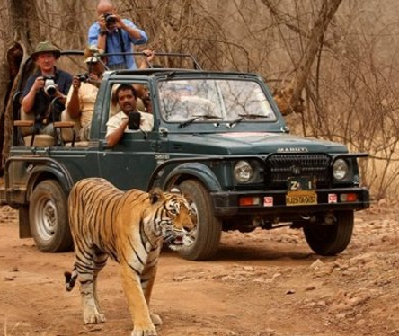 Ranthambore Tiger Safari Tourisum