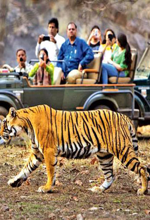 Wildlife Tour Packages India