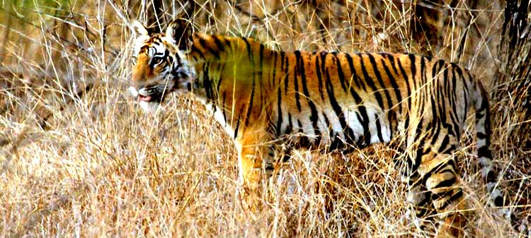 Pench National Park