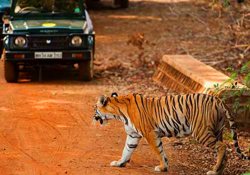Tigers