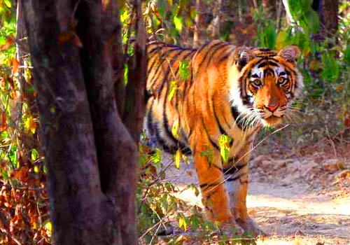 Panna National Park
