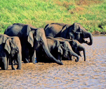 wildlifesrilanka